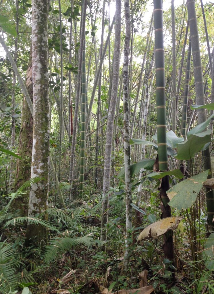 A mixed forest with bamboo culms and trees. Can you spot the difference? Photo by: Stéphane Schröder © www.guaduabamboo.com