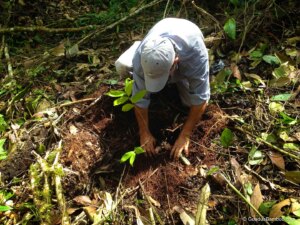 Planting Guadua Bamboo in Colombia Photo by: Stéphane Schröder © www.guaduabamboo.com