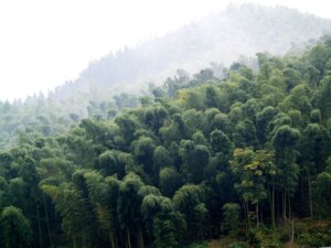 Moso Bamboo Forest in China