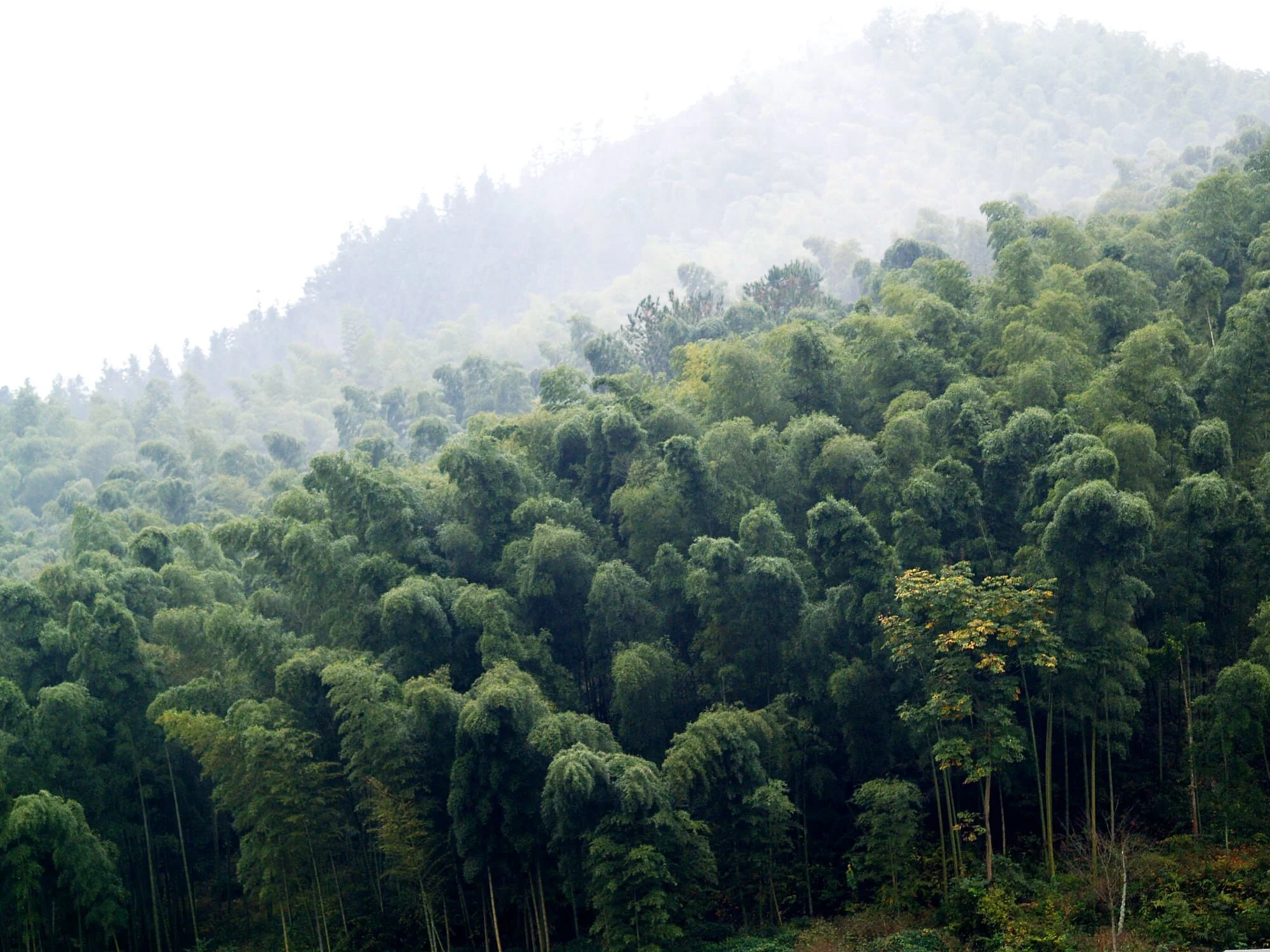 Moso Bamboo Forest in China