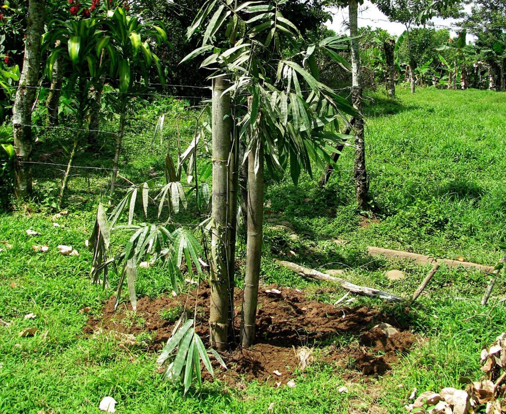 A Recently Planted Bamboo Offset Photo by: Stéphane Schröder © www.guaduabamboo.com