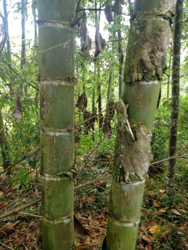 Adult Guadua angustifolia culms