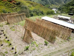 Bamboo Processing Facility