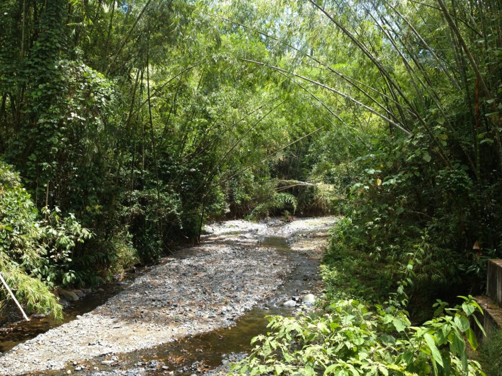 Bamboo Produces Water for Rivers and Streams 4 Bamboo Produces Water for Rivers and Streams