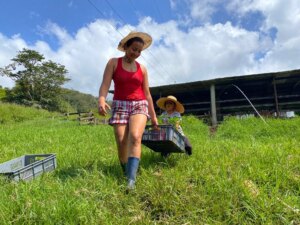 Moving bamboo plants