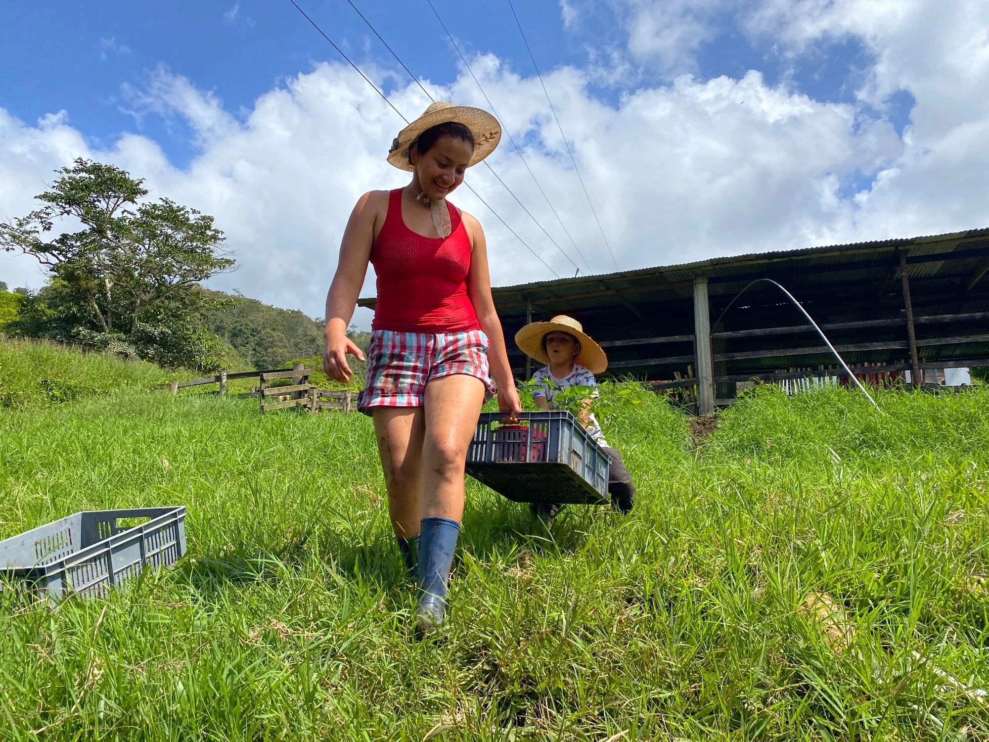 Moving bamboo plants