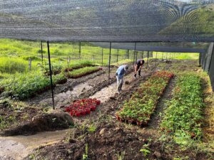 Organizing greenhouse layout