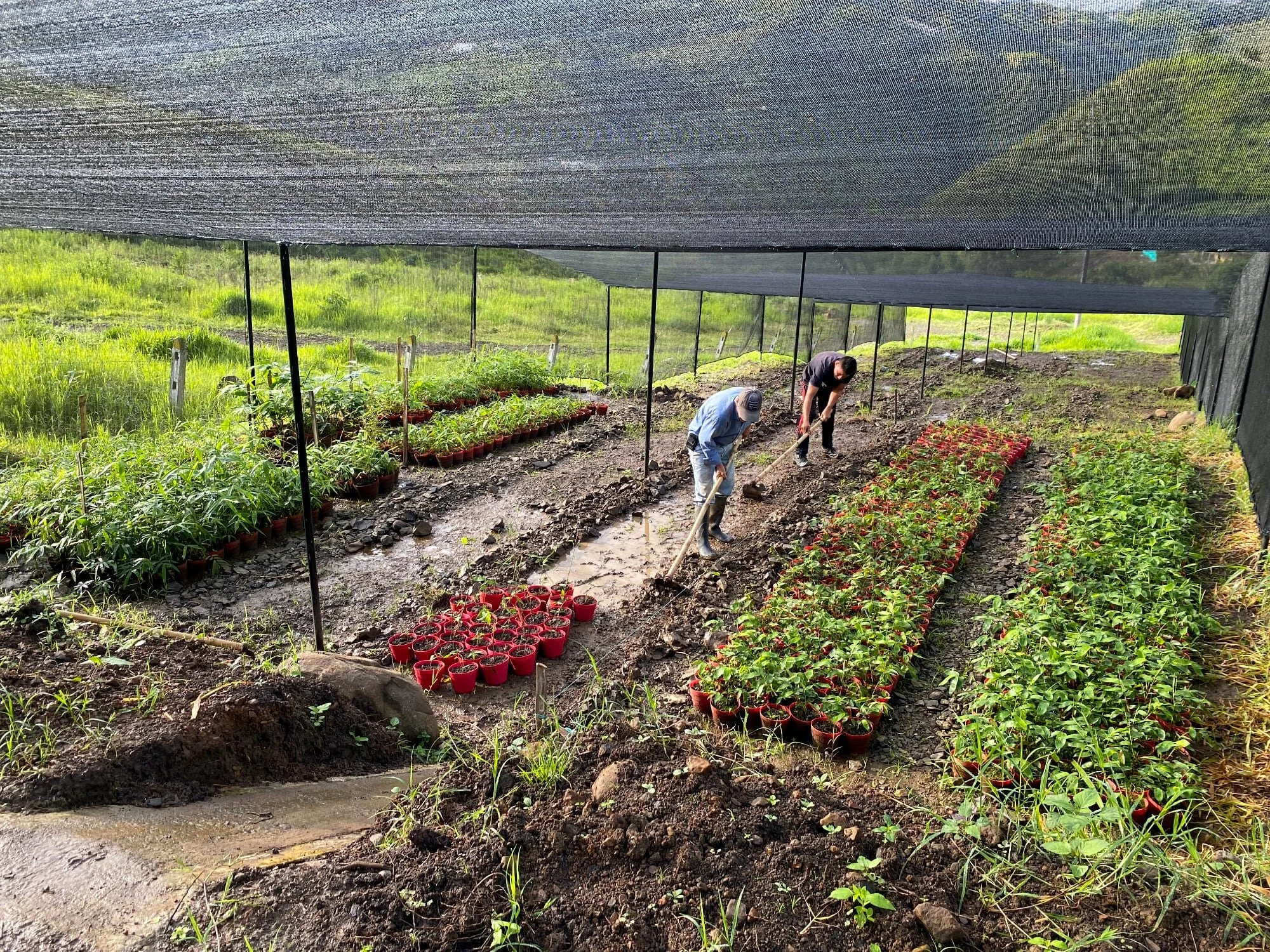 Organizing greenhouse layout