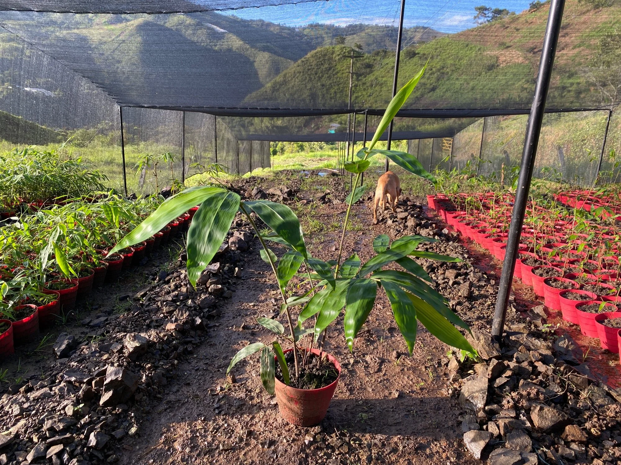 Dendrocalamus asper plant