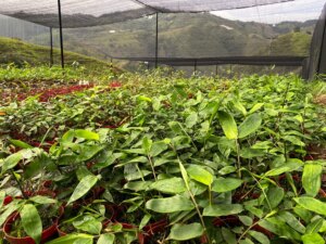 Guadua angustifolia plants