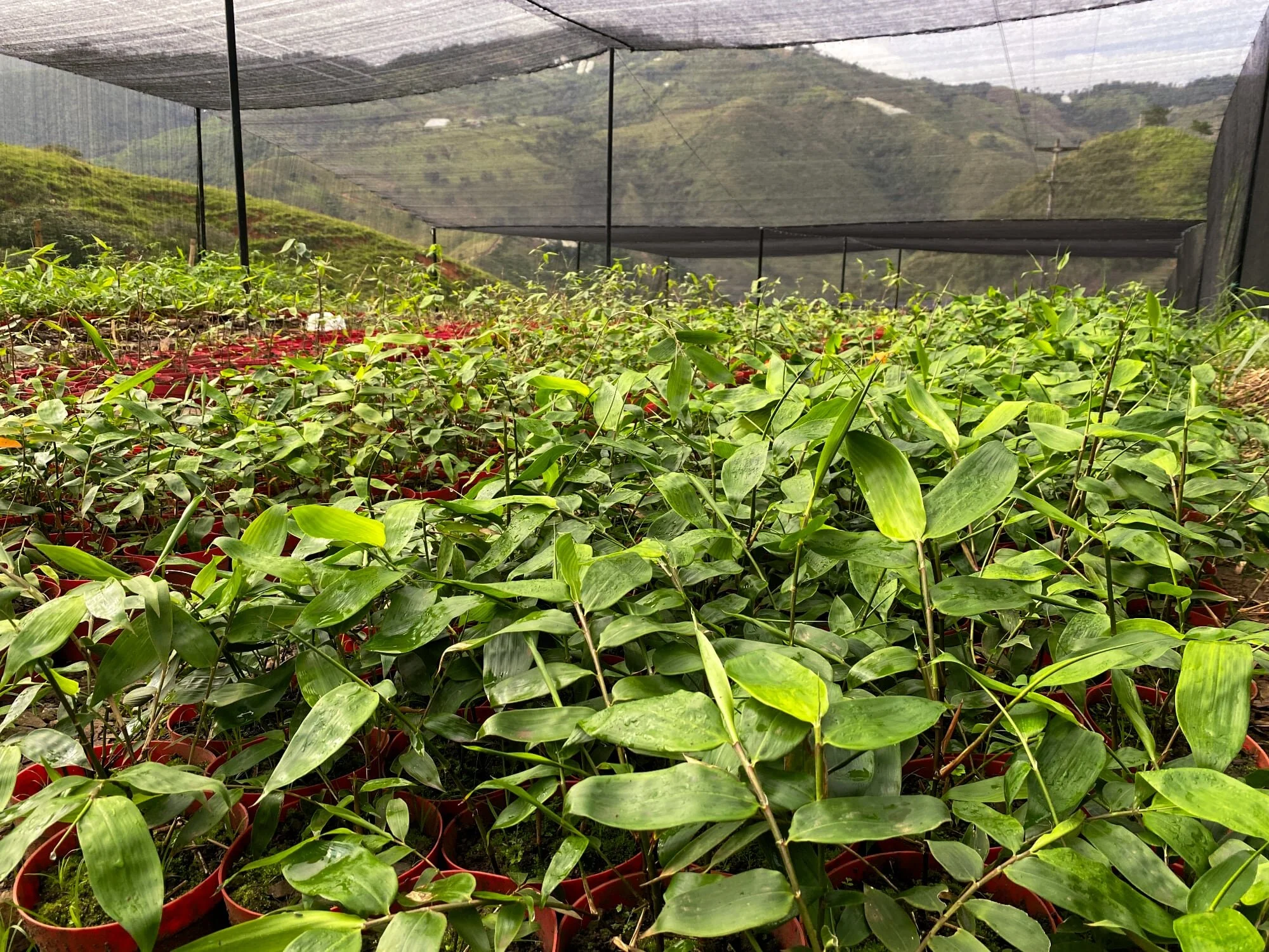 Guadua angustifolia plants