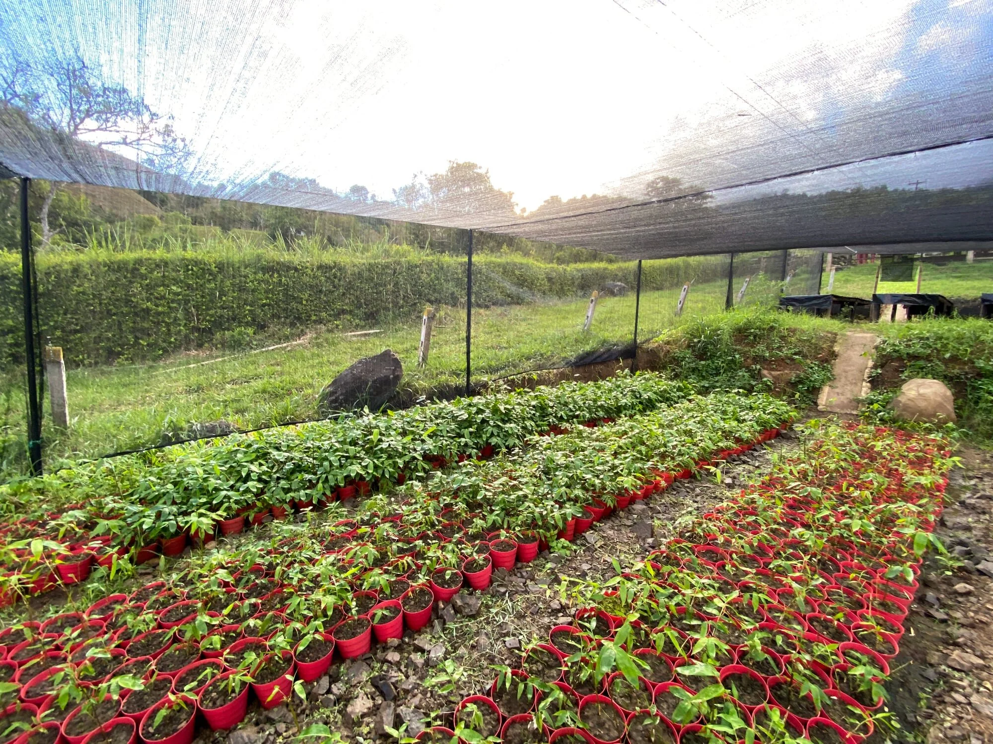 Guadua angustifolia plants