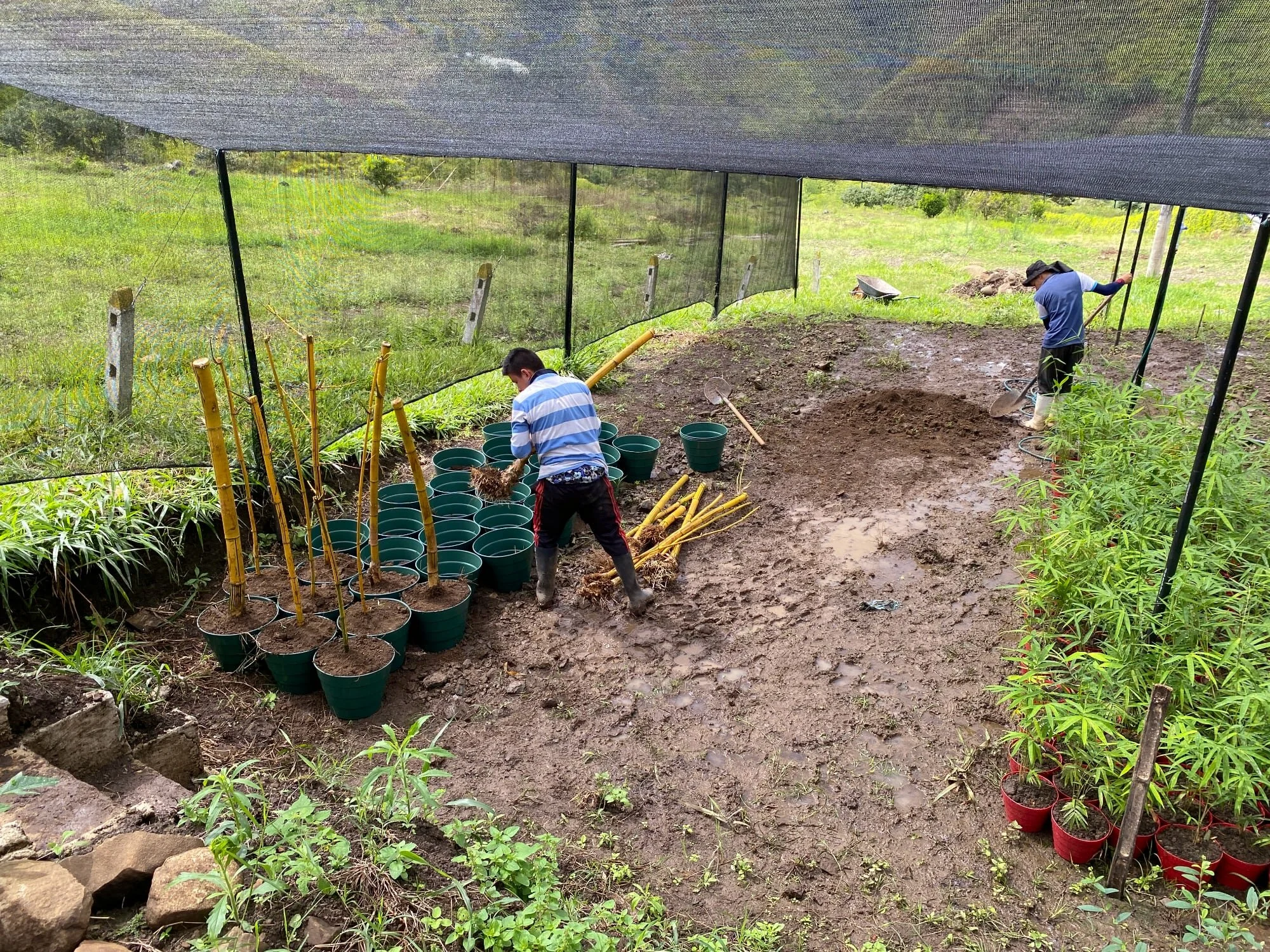 Planting rhizome offsets