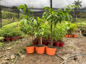 Dendrocalamus sinicus plants