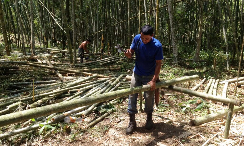 Bamboo Plantation Worker