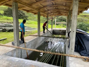 Bamboo Processing Facility