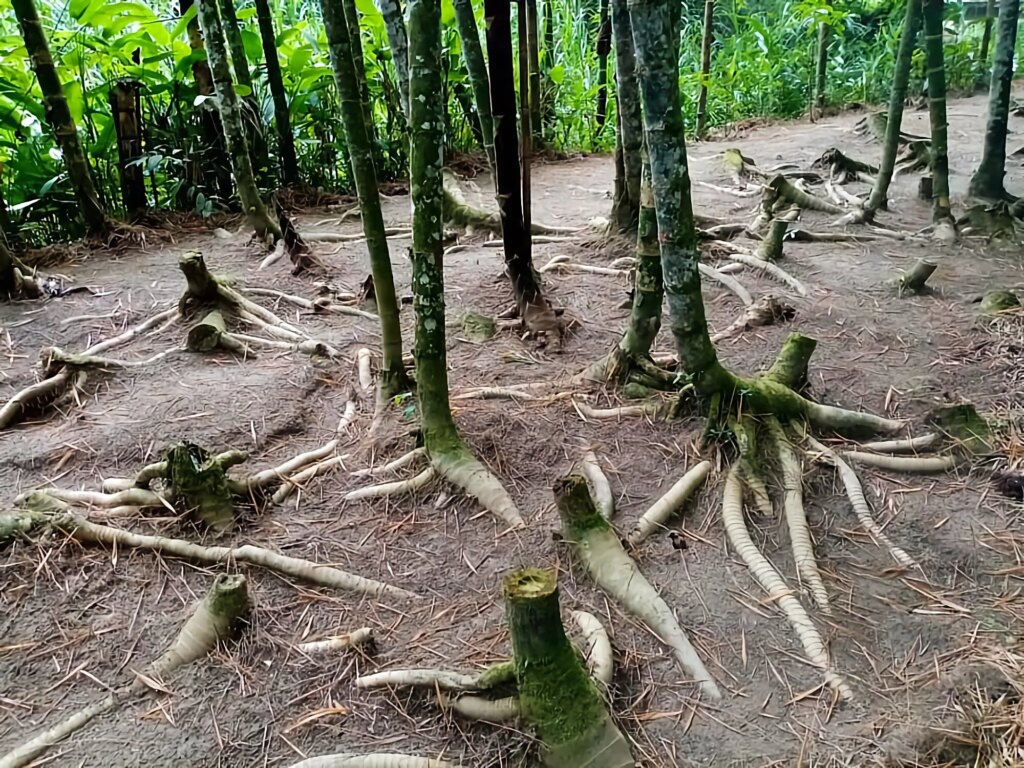 Bamboo Prevents Soil Erosion and Restores Degraded Land 5 Bamboo Prevents Soil Erosion and Restores Degraded Land