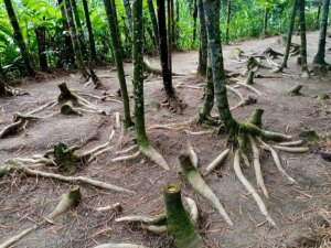 Bamboo Prevents Soil Erosion and Restores Degraded Land