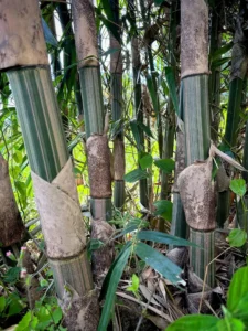 Bambusa eutuldoides var. basistriata
