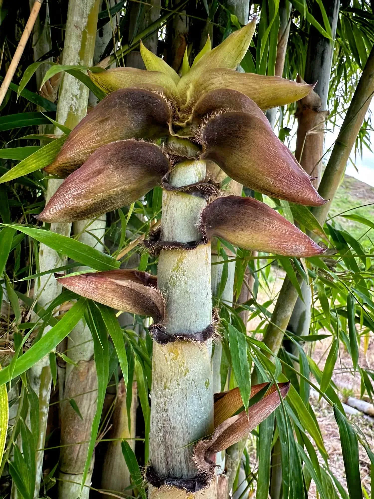 Bambusa polymorpha