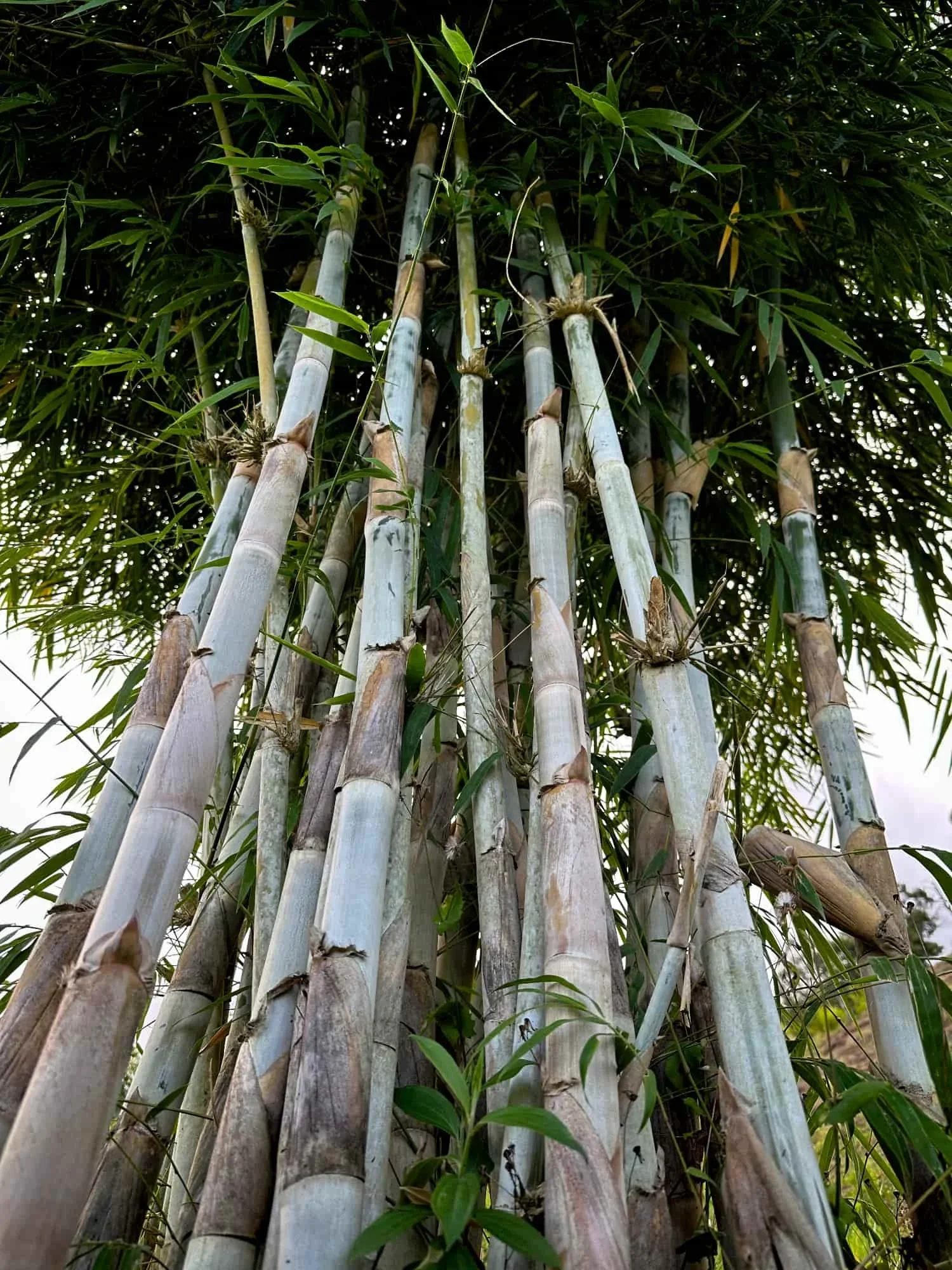 Bambusa polymorpha