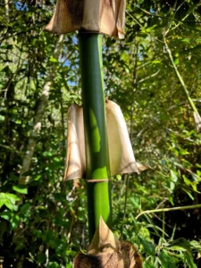 Bambusa vulgaris