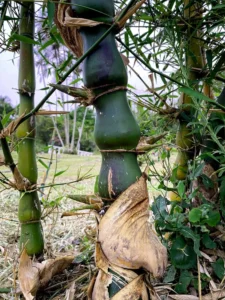 Bambusa vulgaris ‘Wamin’