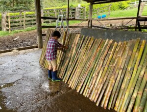 Drying bamboo slats