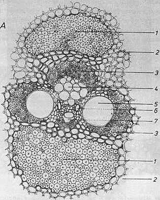 Fig.7 Composition of a bamboo vascular bundle Fig.7 Composition of a bamboo vascular bundle