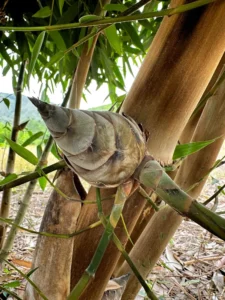 Dendrocalamus asper