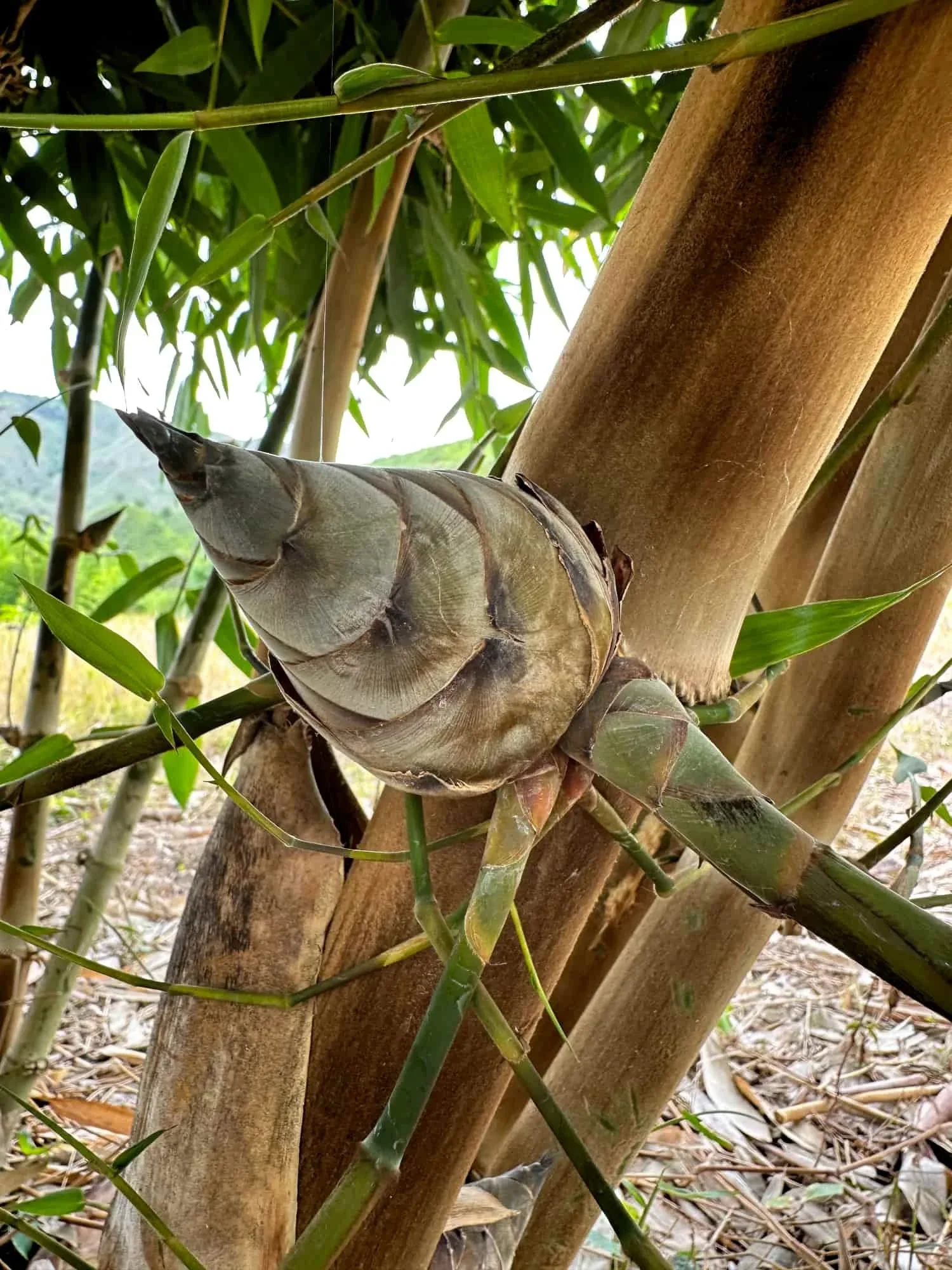 Dendrocalamus asper