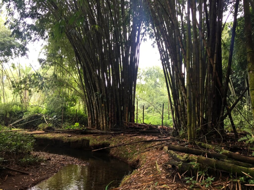 dendrocalamus-bamboo-water-production Bamboo Produces Water for Rivers and Streams