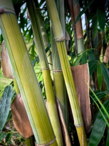 Dendrocalamus minor var. amoenus