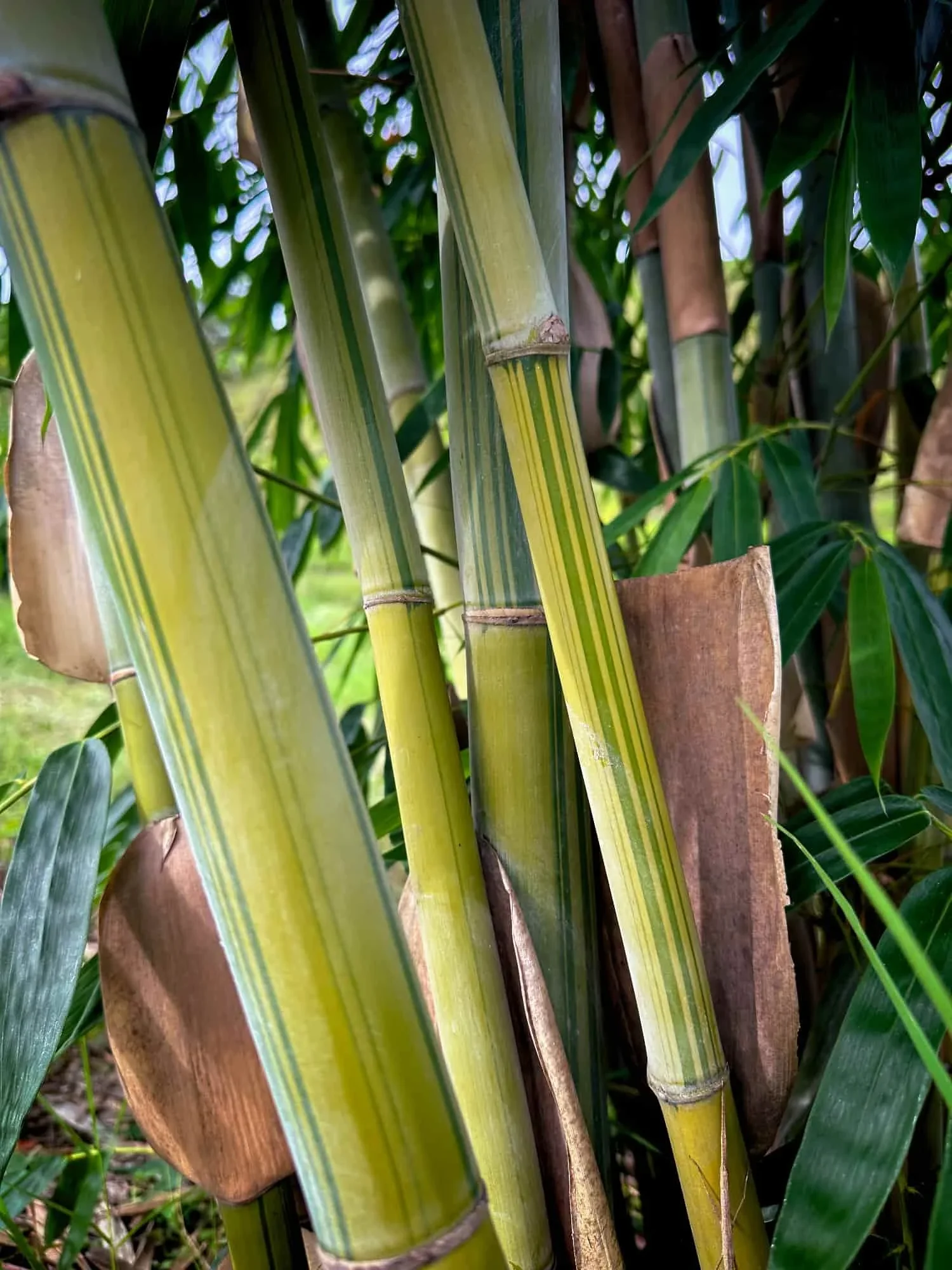 Dendrocalamus minor var. amoenus