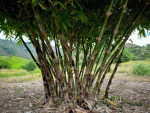 Dendrocalamus peculiaris