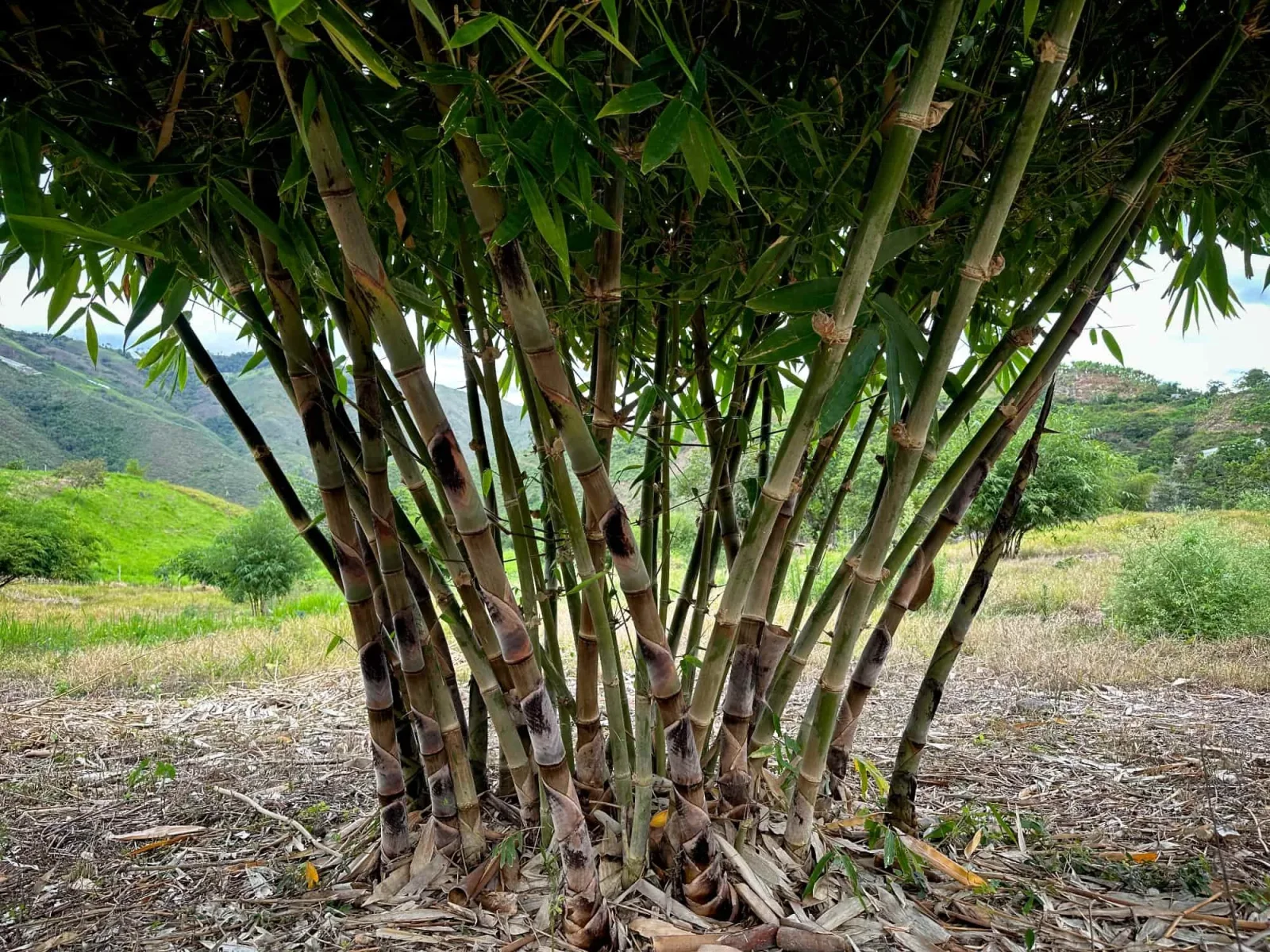 Dendrocalamus peculiaris