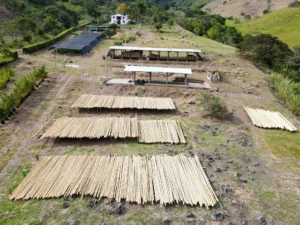 Bamboo Processing Facility