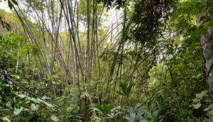 Finding Perfect Farmland in Colombia