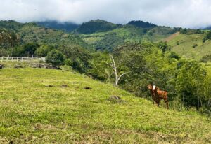 Finding Perfect Farmland in Colombia