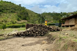 Bamboo Processing Facility