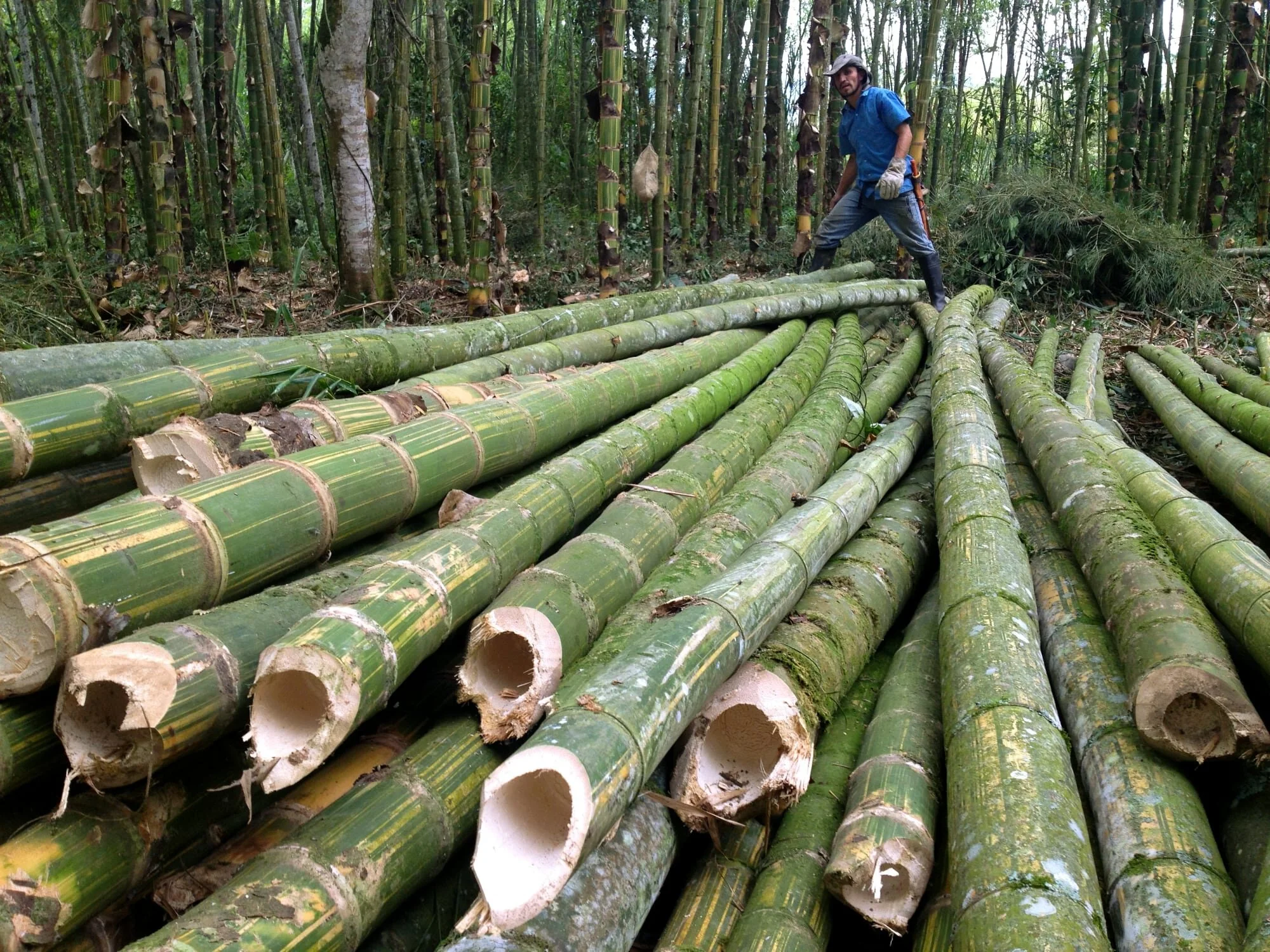 Freshly Cut Guadua Bamboo