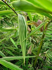 Gigantochloa luteostriata