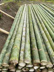 Bamboo Processing Facility