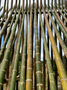 Bamboo Processing Facility