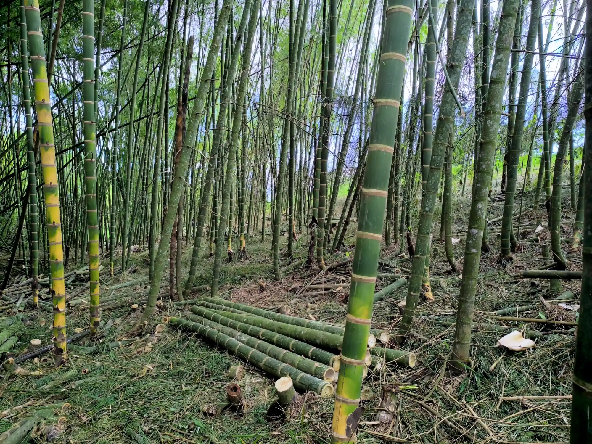 Harvesting Mature Guadua angustifolia in Colombia