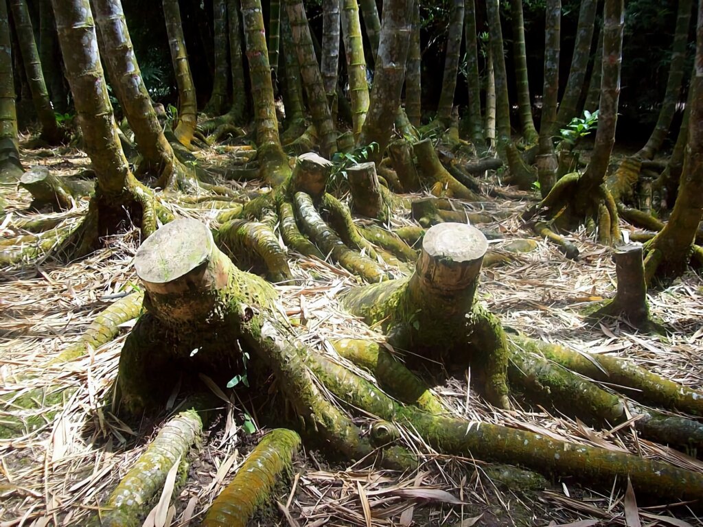 Bamboo Prevents Soil Erosion and Restores Degraded Land