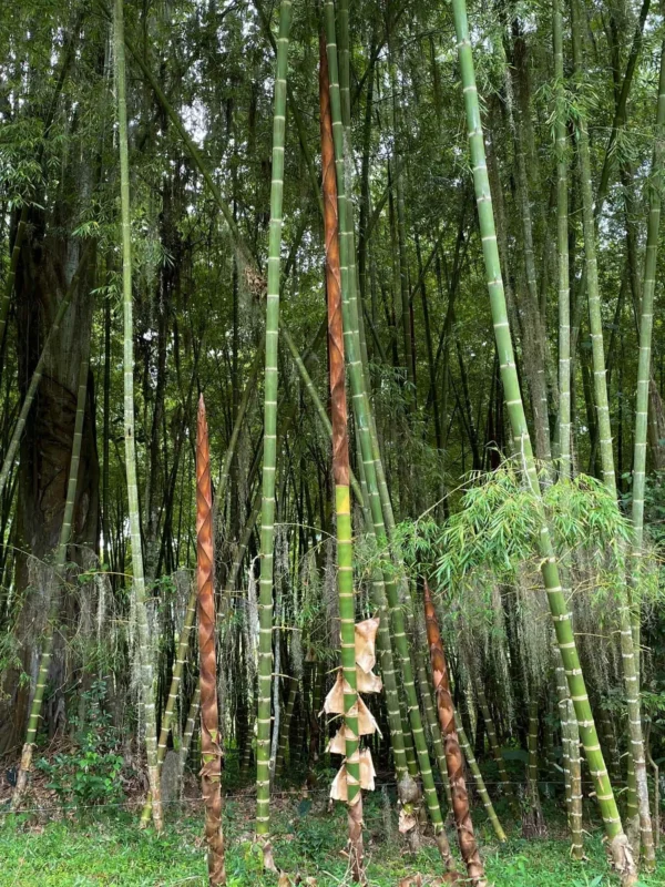 Guadua angustifolia shoots