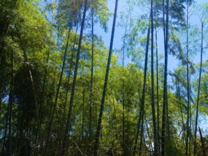 Guadua Bamboo Climate Requirements