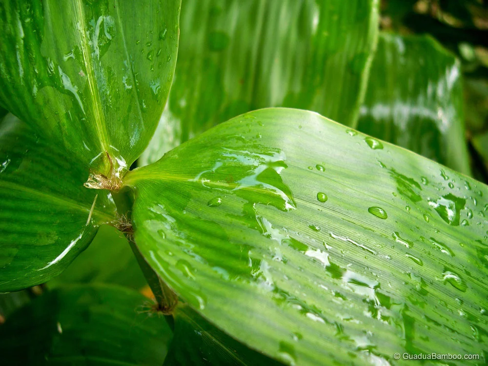 Guadua Bamboo Climate Requirements