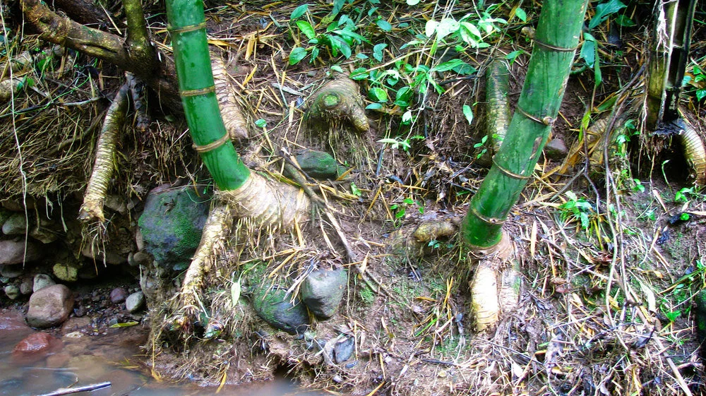 Guadua Bamboo Soil Requirements 11 Guadua Bamboo Soil Requirements